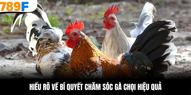 Bỏ túi loạt bí quyết chăm sóc gà chọi đỉnh cao từ chuyên gia