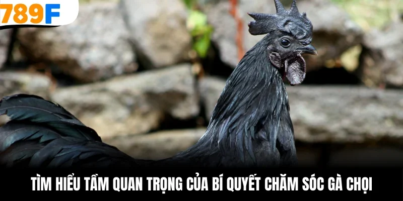 Tìm hiểu tầm quan trọng của bí quyết chăm sóc gà chọi