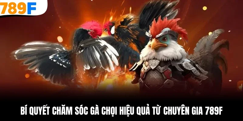 bí quyết chăm sóc gà chọi