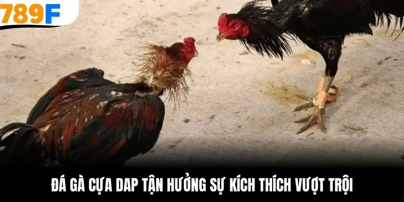 Đá gà cựa dao tận hưởng sự kích thích vượt trội