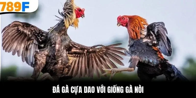 Đá gà cựa dao với giống gà nòi