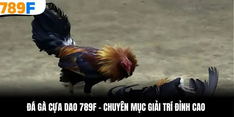 Đá gà cựa dao