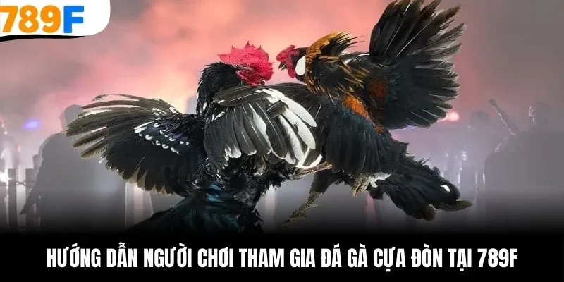 Chỉ dẫn đặt cược đá gà cựa đòn tại 789F