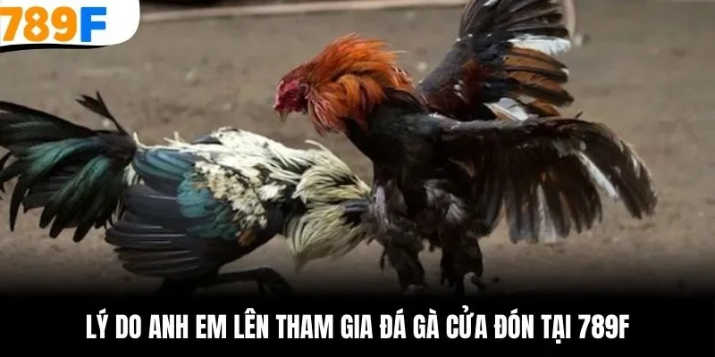 Sức hấp dẫn của game cược đá gà cựa đòn tại 789F