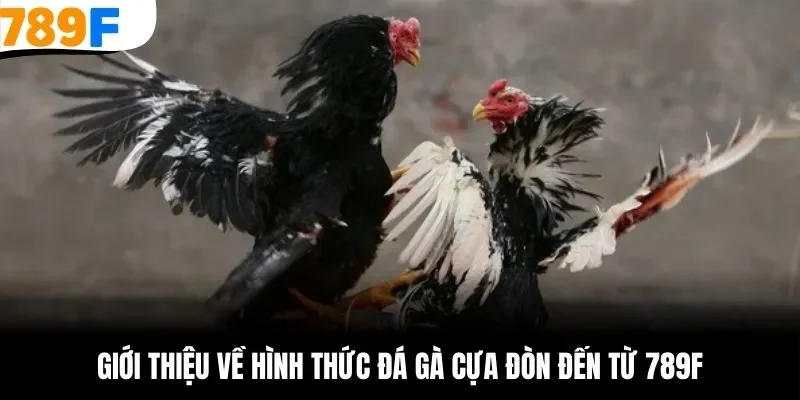 Cùng tìm hiểu về hình thức đá gà cựa đòn đến từ 789F