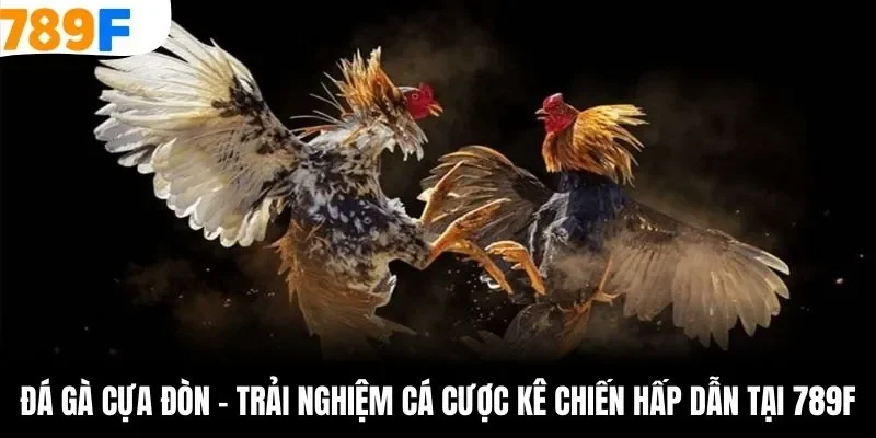 đá gà cựa đòn