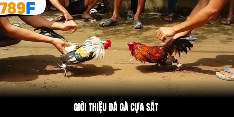 Giới thiệu đá gà cựa sắt