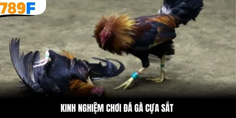 Bí kíp chơi đá gà cựa sắt chiến thắng