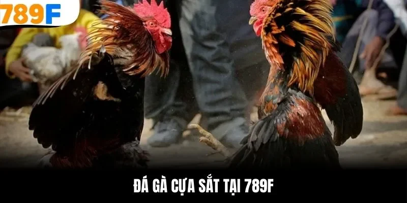 đá gà cựa sắt