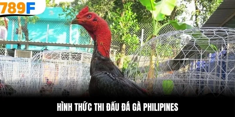 Hình thức thi đấu đá gà Philippines