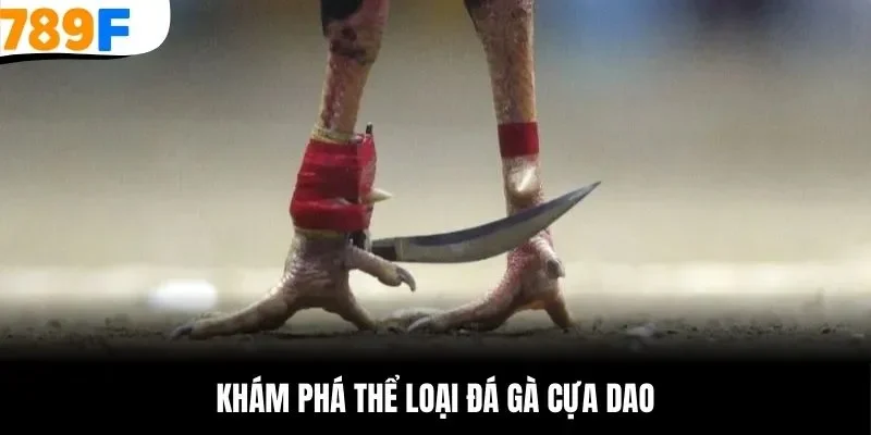 Khám phá thể loại đá gà cựa dao