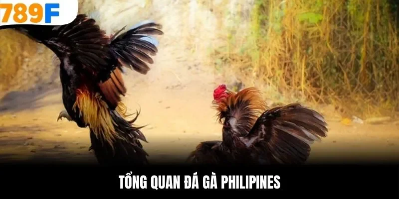 Tổng quan đá gà Philippines